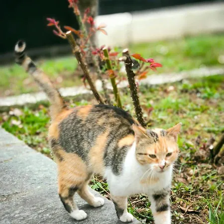 Litohome The Gods Oasis * Litóchoron